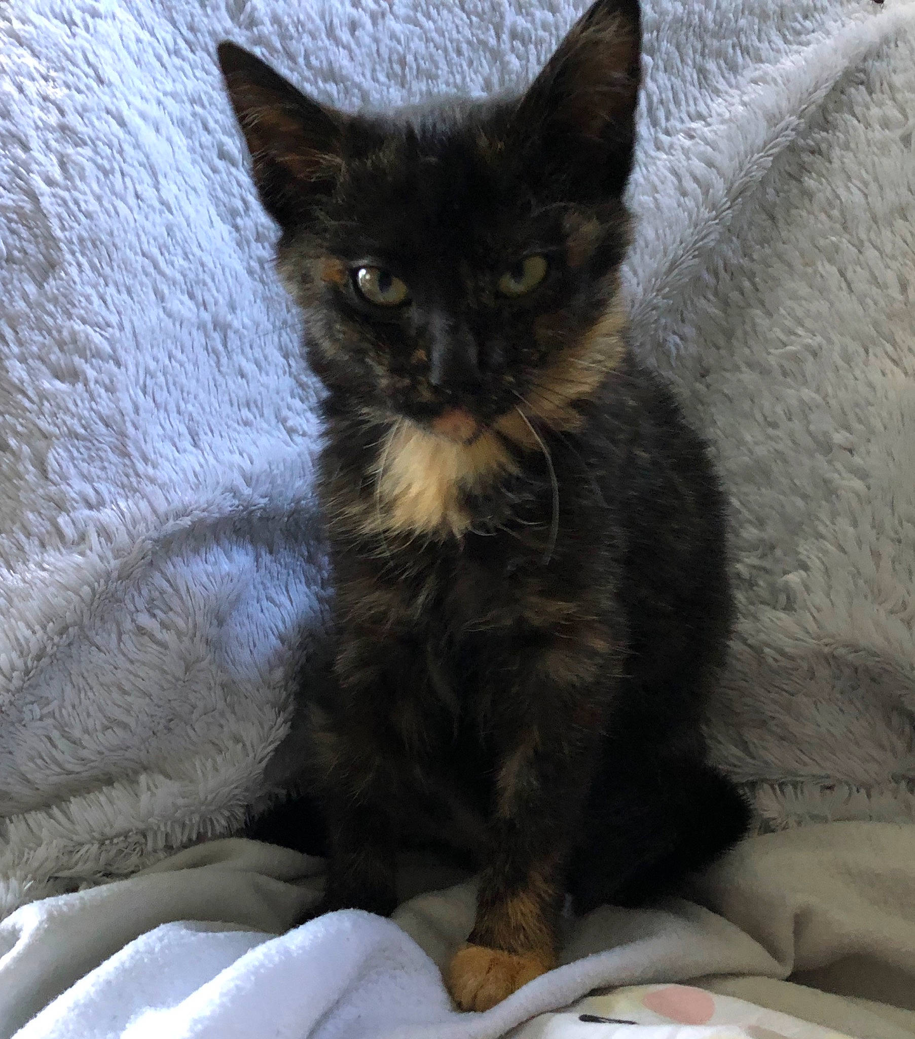 Piwi participe au concours pour gagner de l'argent avec cette photo : asian, black_cat, bombay, carnivore, cat, devon_rex, domestic_short_haired_cat, felidae, german_rex, havana_brown, javanese, kitten, mammal, ojos_azules, oriental_longhair, rex_cat, small_to_medium_sized_cats, vertebrate, whiskers