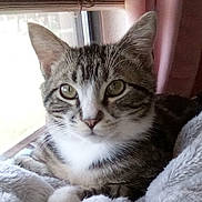 Butters is registered to the contest to win money with this photo: cat, tabby, pet, animal, indoor, window, blanket, fur, whiskers, ears, face, eyes, resting, cozy, curtains, soft_light, domestic, cute, home, relaxed