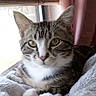 cat, tabby, pet, animal, indoor, window, blanket, fur, whiskers, ears, face, eyes, resting, cozy, curtains, soft_light, domestic, cute, home, relaxed