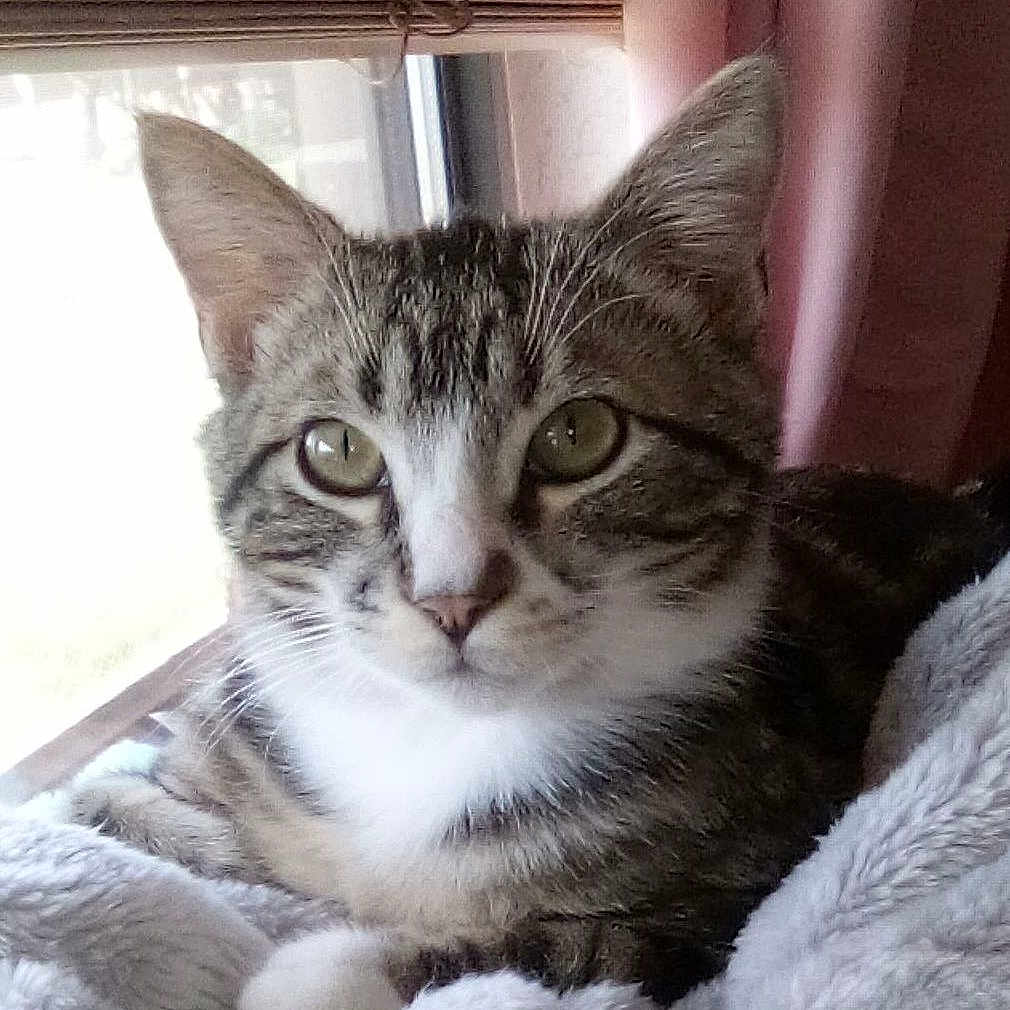 Butters