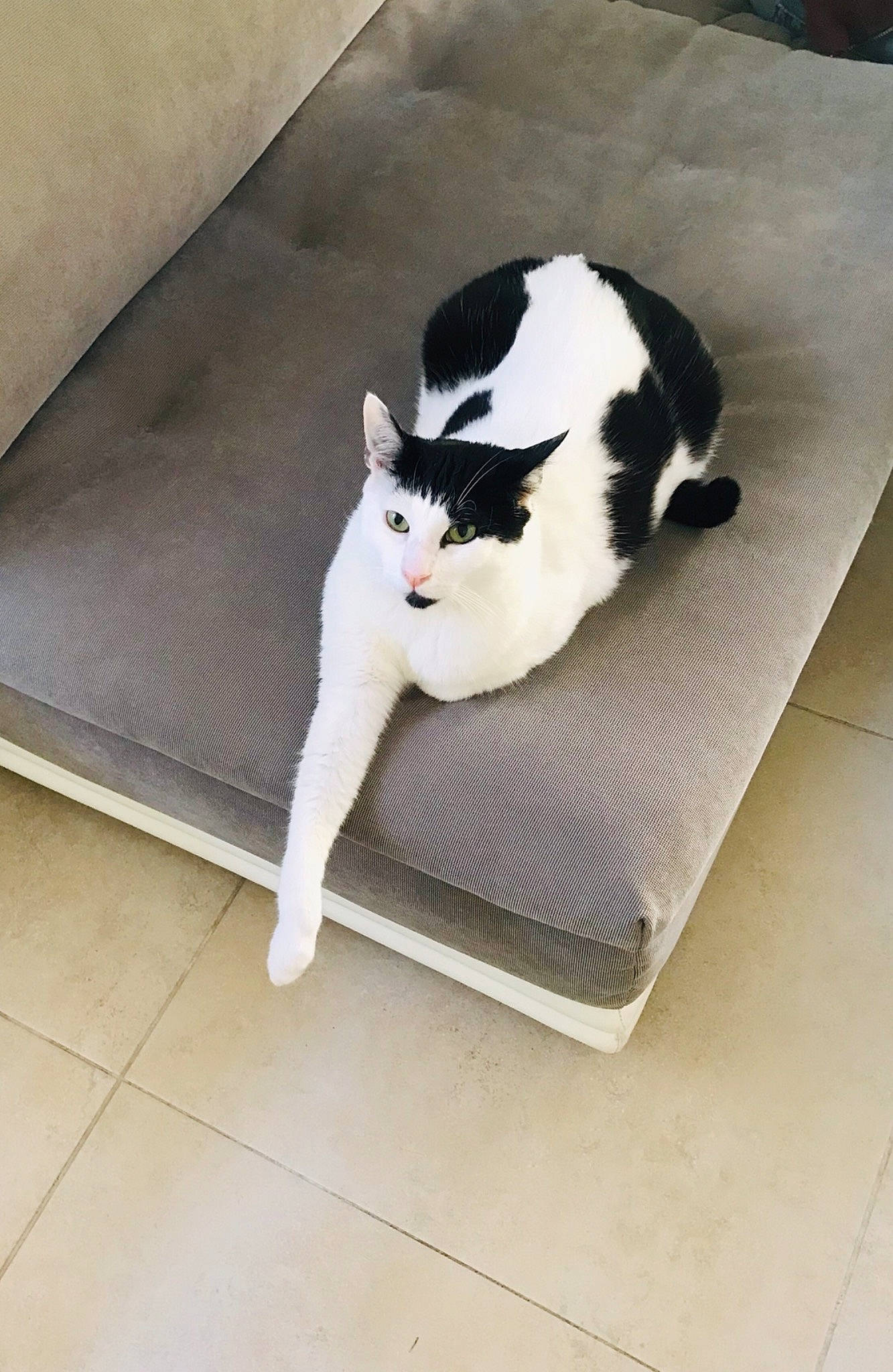 Chaplin a rejoint le concours — aidez-le/la à gagner de superbes lots ! black_and_white, carnivore, cat, domestic_short_haired_cat, european_shorthair, felidae, floor, flooring, fur, kitten, mat, polydactyl_cat, small_to_medium_sized_cats, tail, whiskers