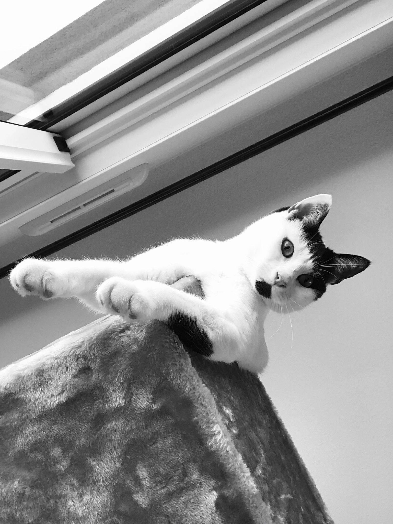 Chaplin participe au concours pour gagner de l'argent avec cette photo : architecture, black, black_and_white, carnivore, cat, felidae, fur, kitten, leg, monochrome, monochrome_photography, photography, small_to_medium_sized_cats, style, tail, whiskers, white, window