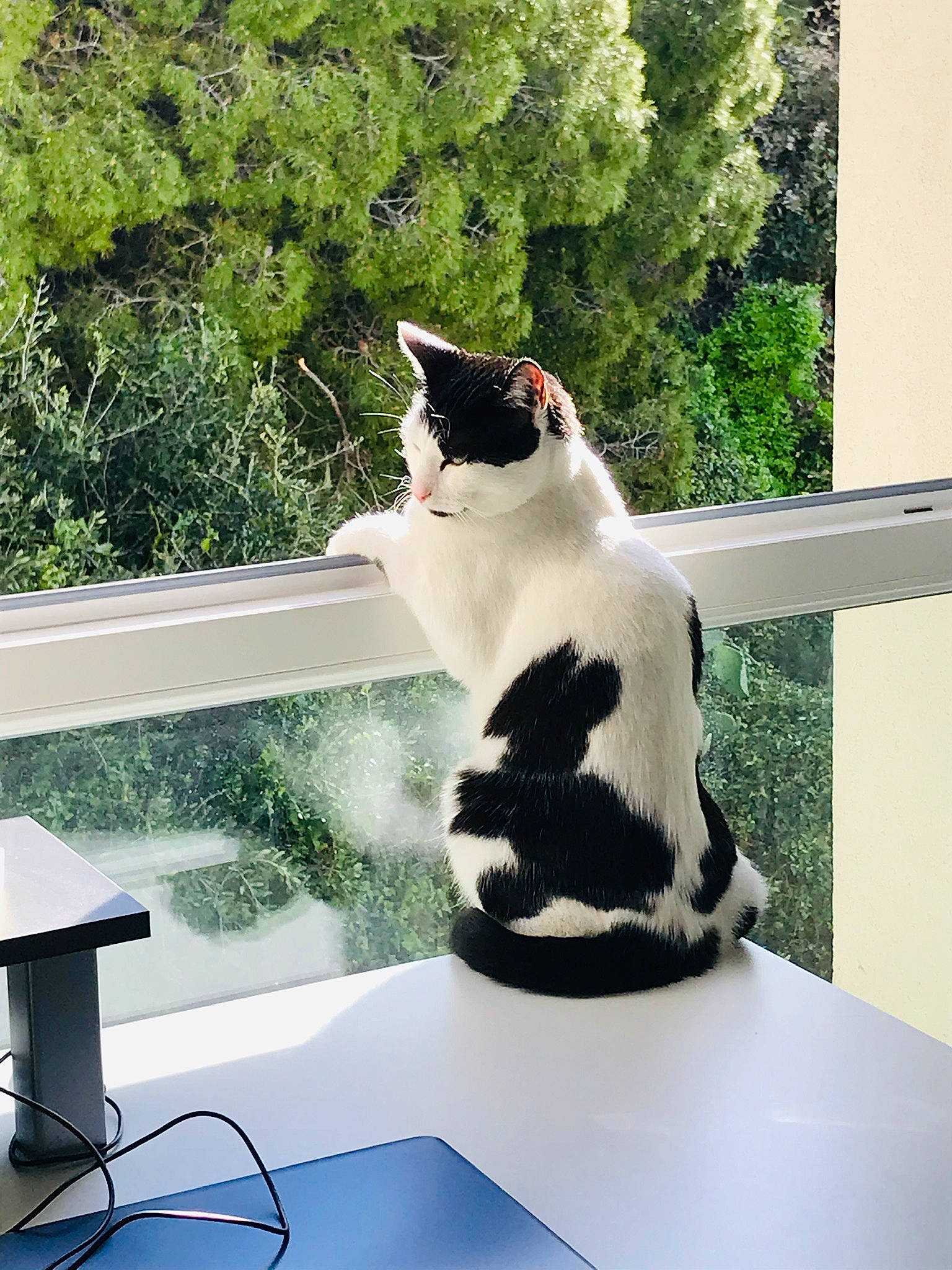 Chaplin participe au concours pour gagner de l'argent avec cette photo : carnivore, cat, felidae, furniture, interior_design, photography, plant, polydactyl_cat, room, sitting, small_to_medium_sized_cats, table, tail, tree, whiskers, white, window