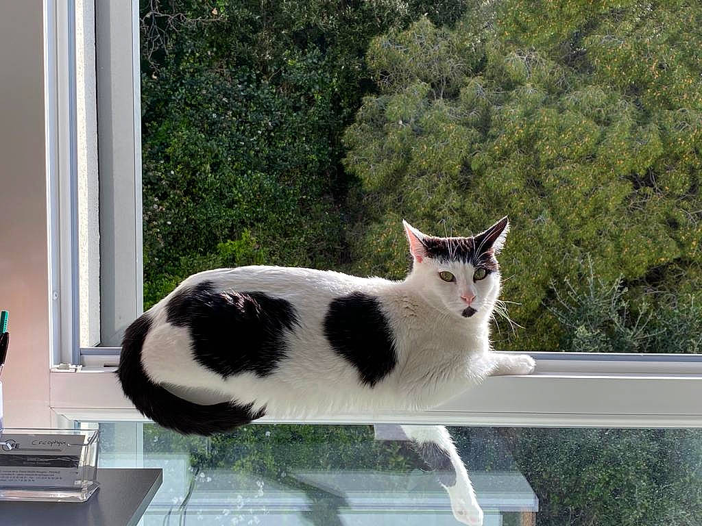 Chaplin participe au concours pour gagner de l'argent avec cette photo : aegean_cat, black_and_white, carnivore, cat, domestic_short_haired_cat, felidae, japanese_bobtail, plant, polydactyl_cat, small_to_medium_sized_cats, table, tail, tree, whiskers, window