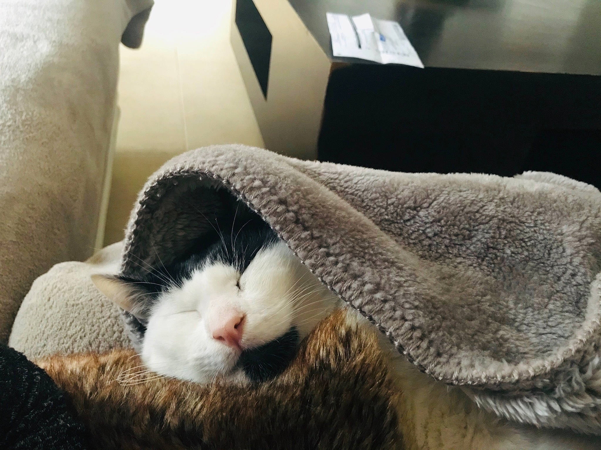 Chaplin a rejoint le concours — aidez-le/la à gagner de superbes lots ! carnivore, cat, cat_bed, ear, felidae, fur, nap, small_to_medium_sized_cats, snout, whiskers