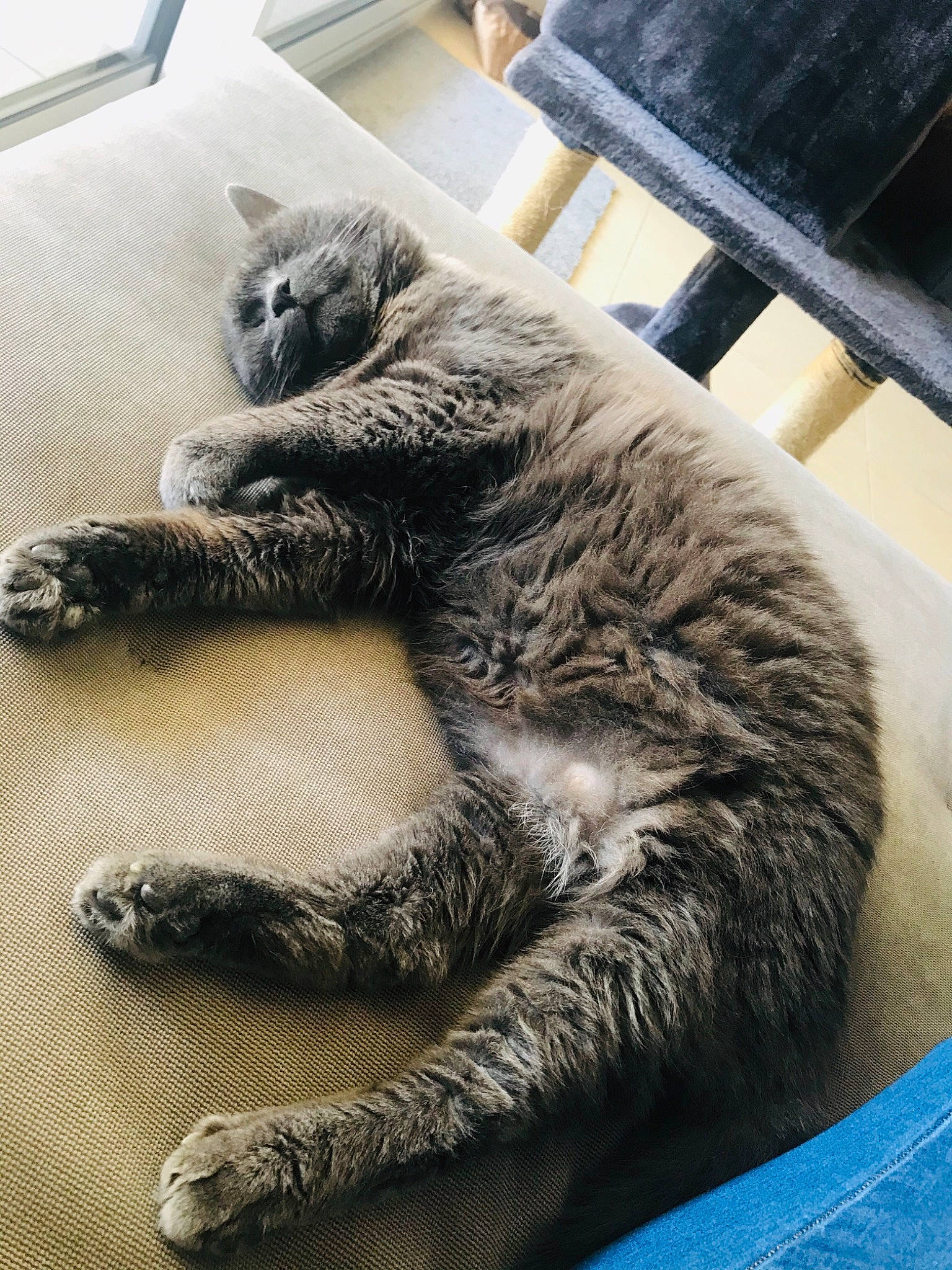 Volcan a rejoint le concours — aidez-le/la à gagner de superbes lots ! carnivore, cat, claw, felidae, fur, nap, paw, sleep, snout, whiskers