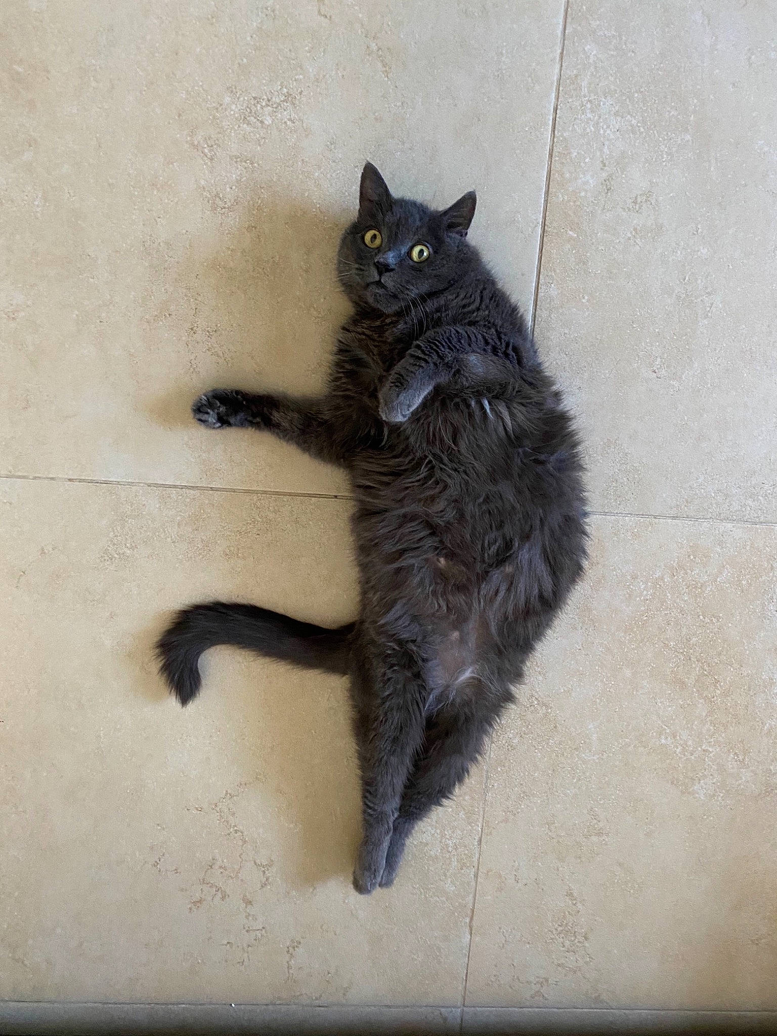 Volcan participe au concours pour gagner de l'argent avec cette photo : asian, black_cat, bombay, carnivore, cat, domestic_long_haired_cat, domestic_short_haired_cat, european_shorthair, felidae, korat, mammal, nebelung, small_to_medium_sized_cats, tail, vertebrate, whiskers