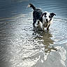 dog, water, wet_fur, outdoor, lake, ripples, black_and_white, animal, pet, standing, reflection, nature, leash, canine, shallow_water, playful, summer, daytime, fur, happy