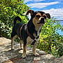 dog, small_dog, black_dog, tan_dog, harness, outdoor, nature, greenery, stone_surface, sunlight, blue_sky, clouds, water, plants, leaves, canine, pet, standing, alert, daytime