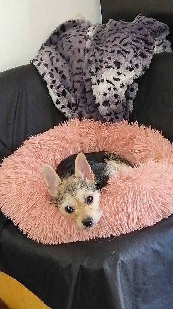 Betsy a rejoint le concours — aidez-le/la à gagner de superbes lots ! canidae, carnivore, comfort, companion_dog, dog, dog_breed, dog_clothes, dog_supply, fawn, fur, sleeve, small_terrier, snout, sporting_group, tail, terrestrial_animal, terrier, toy_dog, whiskers, yorkshire_terrier