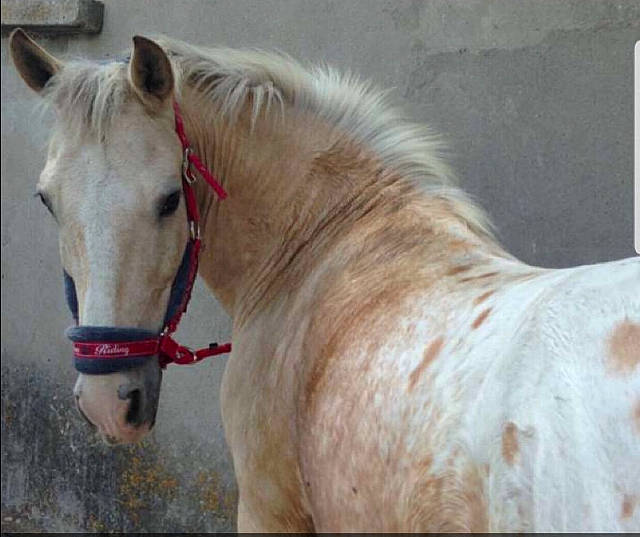 Petit Pois a rejoint le concours — aidez-le/la à gagner de superbes lots ! bridle, hair, horse, horse_tack, livestock, mammal, mane, mare, mustang_horse, pony, shetland_pony, snout, stallion, vertebrate