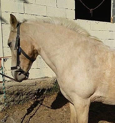 Petit Pois participe au concours pour gagner de l'argent avec cette photo : colt, horse, horse_grooming, horse_tack, liver, livestock, mammal, mane, mare, mustang_horse, neck, snout, sorrel, stallion, vertebrate