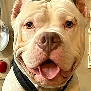 Zeus is registered to the contest to win money with this photo: dog, white_dog, close_up, smiling, tongue_out, pet, collar, indoor, animal, happy, canine, friendly, portrait, ears, nose, fur, domestic_animal, cute, companion, face