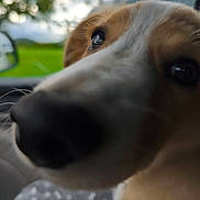 Mayden a rejoint le concours — aidez-le/la à gagner de superbes lots ! animal, blurry, brown, car, close_up, companion, curious, cute, dog, face, fur, greenery, interior, nose, outdoor, pet, portrait, spontaneous, whiskers, white