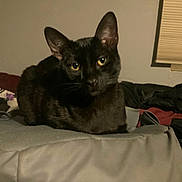 Dante joined the competition — help win amazing prizes! animal, bedroom, black_cat, blind, casual, cat, clothing, domestic_cat, ears, face, feline, fur, gray_bag, indoor, loaf_position, pet, resting, whiskers, window, yellow_eyes