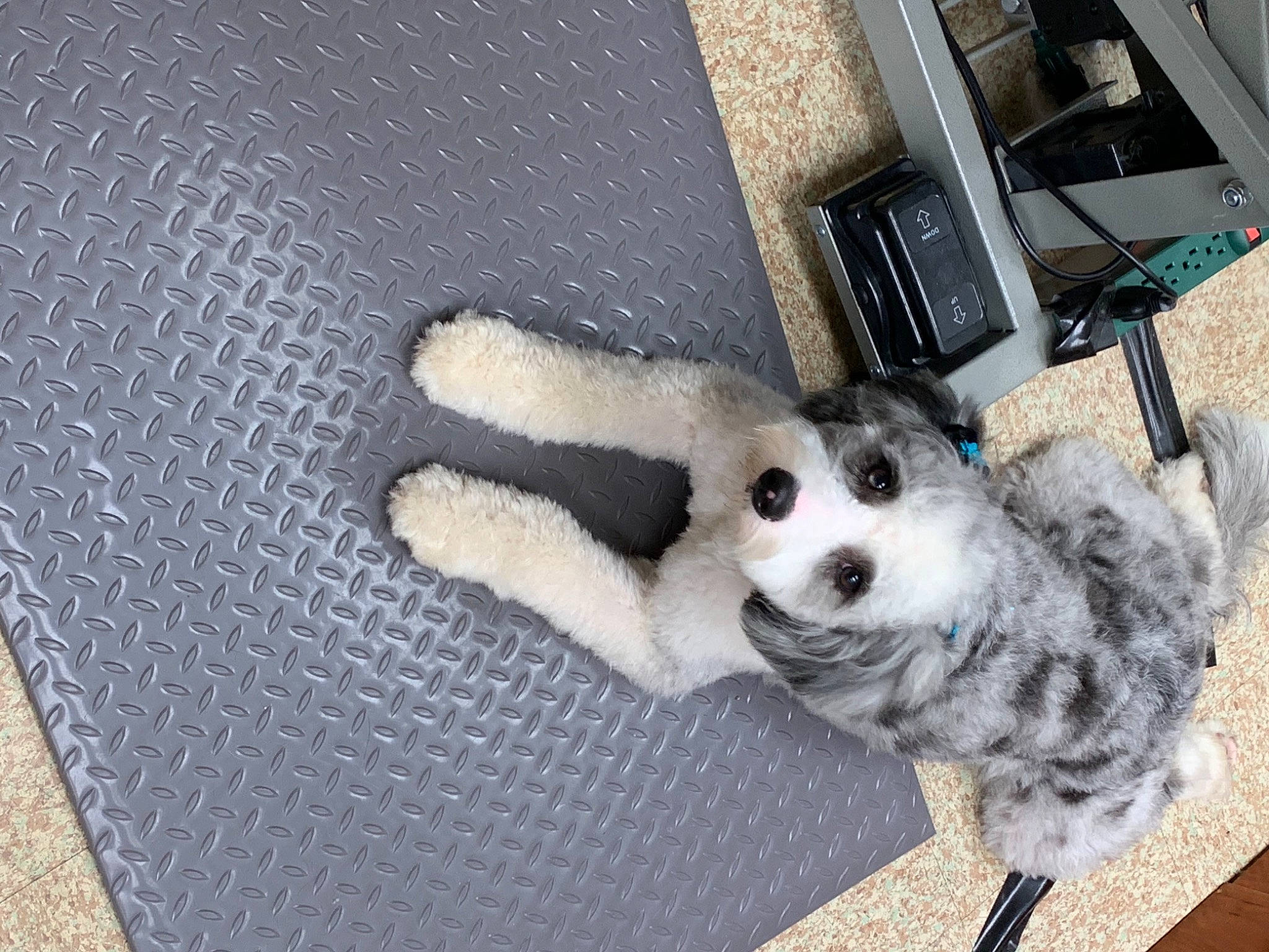 Einstein joined the competition — help win amazing prizes! australian_shepherd, border_collie, canidae, carnivore, companion_dog, dog, dog_breed, fur, paw, puppy, sporting_group, tail