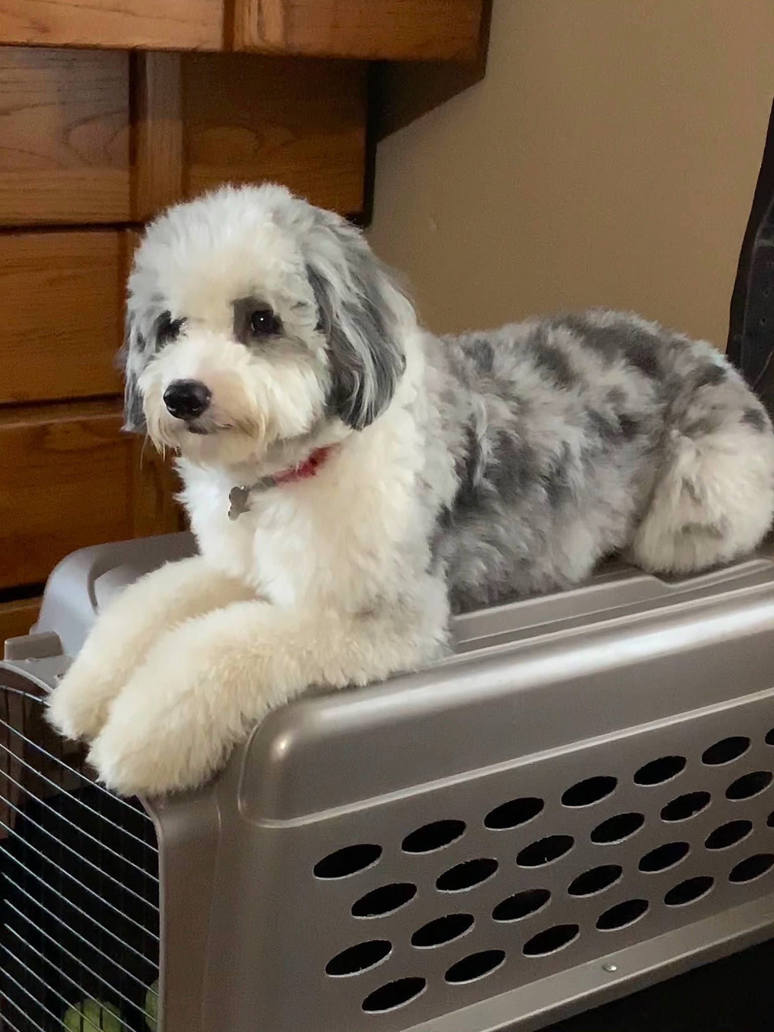 Einstein is registered to the contest to win money with this photo: briquet_griffon_vendeen, canidae, carnivore, companion_dog, coton_de_tulear, dog, dog_breed, havanese, kyi_leo, lowchen, maltepoo, mammal, old_english_sheepdog, polish_lowland_sheepdog, puppy, rare_breed_dog, sporting_group, sporting_lucas_terrier, tibetan_terrier, vertebrate