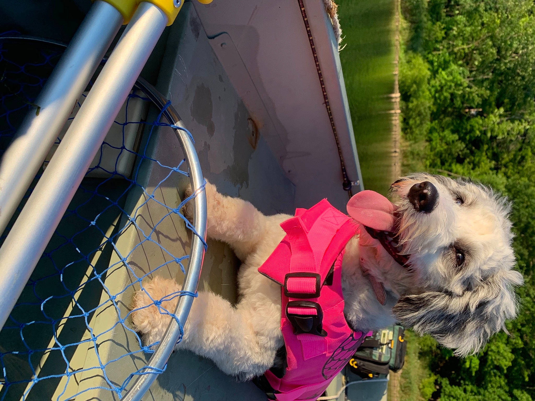 Einstein is registered to the contest to win money with this photo: canidae, carnivore, dog, dog_breed, fawn, snout, sporting_group