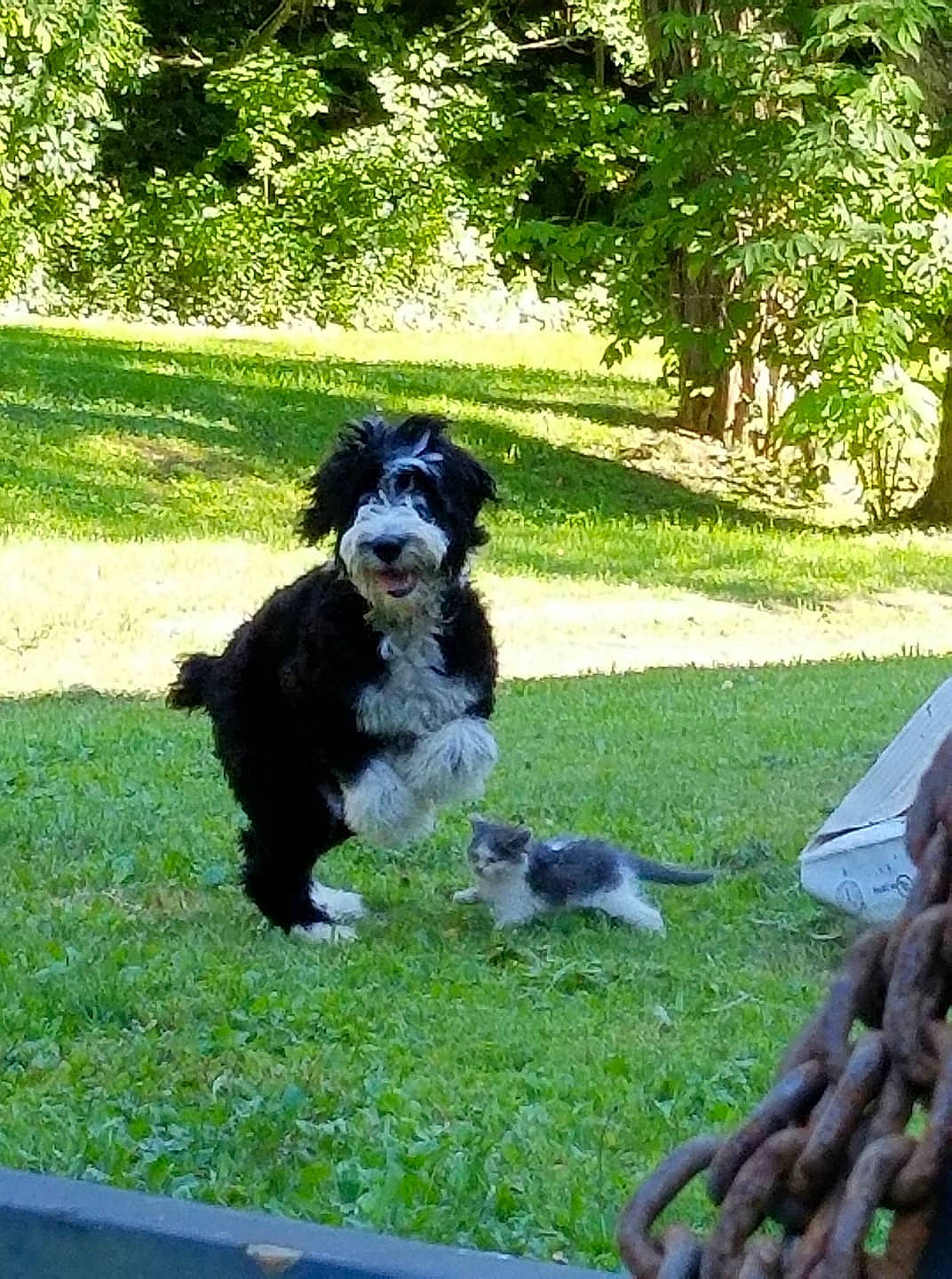 Lincoln joined the competition — help win amazing prizes! canidae, carnivore, companion_dog, dog, dog_breed, grass, herding_dog, mammal, spaniel, sporting_group, stabyhoun, tibetan_terrier, vertebrate