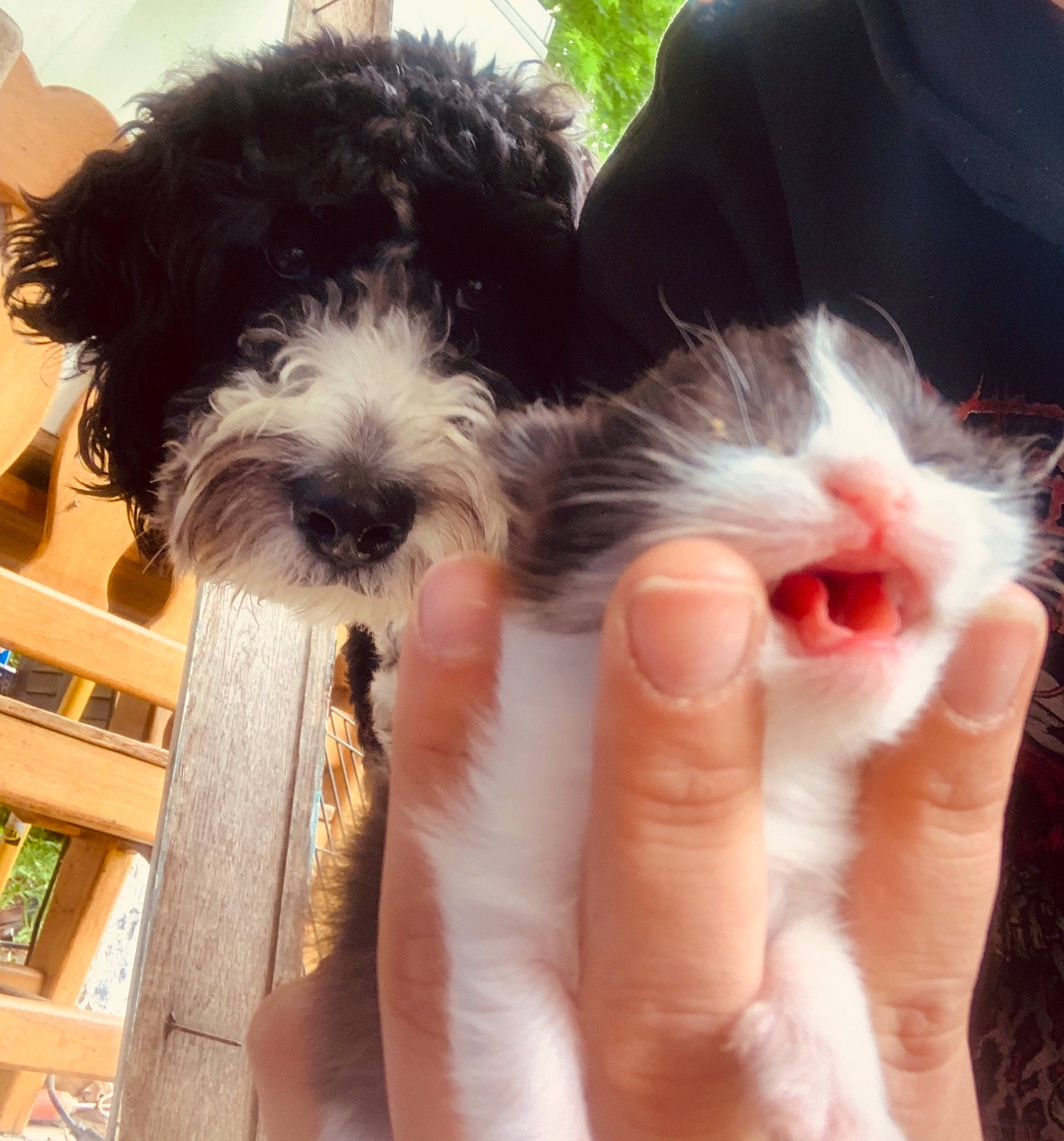 Lincoln is registered to the contest to win money with this photo: bolonka, canidae, carnivore, companion_dog, dog, dog_breed, hand, havanese, kyi_leo, maltepoo, mammal, miniature_schnauzer, puppy, puppy_love, schnoodle, shih_poo, shih_tzu, sporting_group, toy_dog, vertebrate