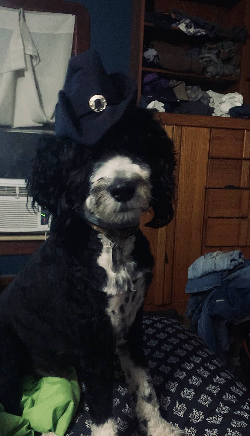 Lincoln joined the competition — help win amazing prizes! american_cocker_spaniel, canidae, carnivore, cocker_spaniel, companion_dog, dog, dog_breed, english_cocker_spaniel, mammal, non_sporting_group, portuguese_water_dog, rare_breed_dog, russian_spaniel, snout, spaniel, spanish_water_dog, sporting_group, standard_poodle, vertebrate