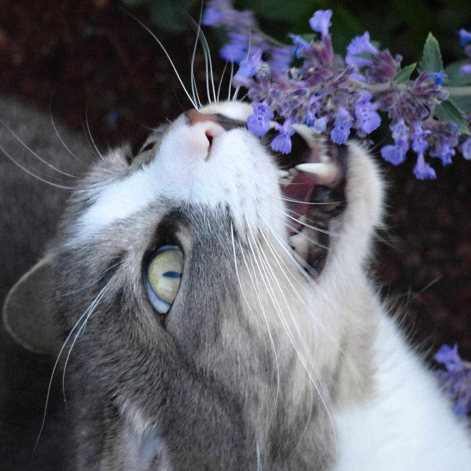 Tabby Cat is registered to the contest to win money with this photo: