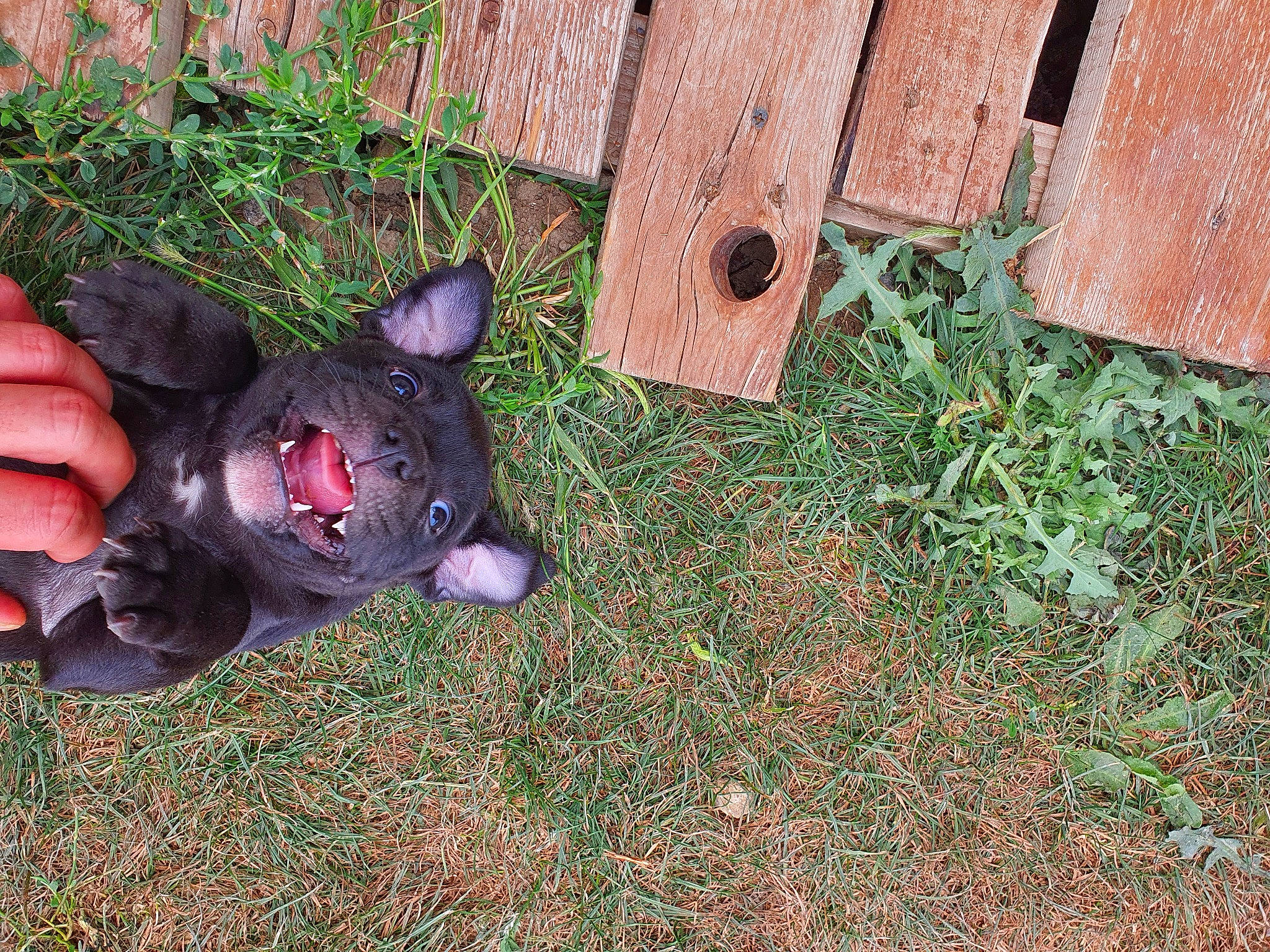 Taghera participe au concours pour gagner de l'argent avec cette photo : carnivore, companion_dog, dog, dog_breed, fawn, flooring, fur, garden, grass, groundcover, guard_dog, hardwood, personal_protective_equipment, plant, soil, tail, terrestrial_animal, whiskers, wood, yard