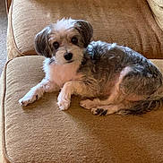Jack joined the competition — help win amazing prizes! dog, small_dog, couch, brown_couch, pet, indoor, fur, cute, relaxed, lying_down, animal, companion, cozy, home, domestic_animal, looking_at_camera, fluffy, paw, resting, friendly