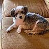 dog, small_dog, couch, brown_couch, pet, indoor, fur, cute, relaxed, lying_down, animal, companion, cozy, home, domestic_animal, looking_at_camera, fluffy, paw, resting, friendly