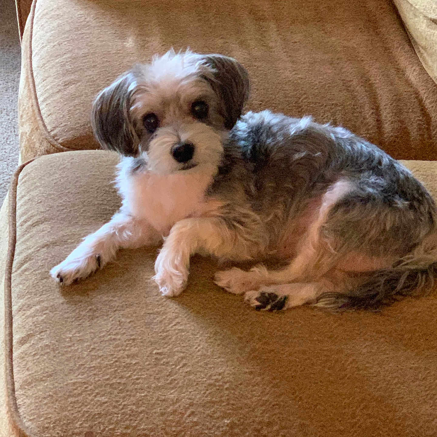 Jack joined the competition — help win amazing prizes! dog, small_dog, couch, brown_couch, pet, indoor, fur, cute, relaxed, lying_down, animal, companion, cozy, home, domestic_animal, looking_at_camera, fluffy, paw, resting, friendly