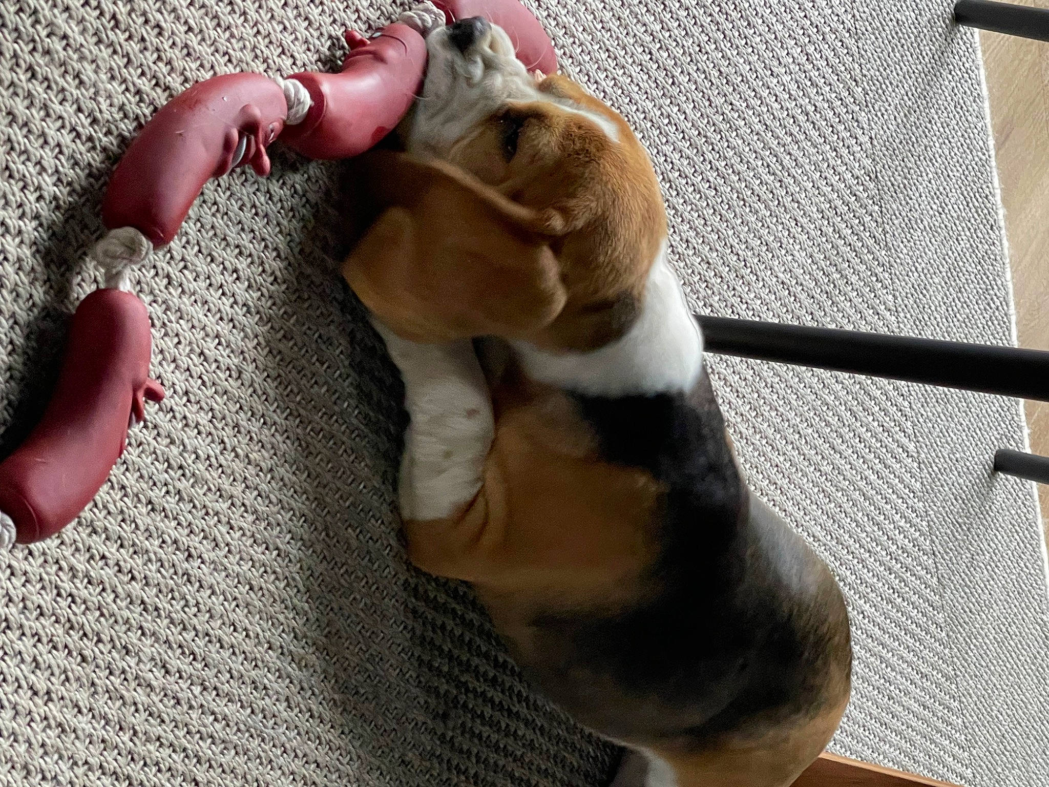 Odile DorÉ a rejoint le concours — aidez-le/la à gagner de superbes lots ! canidae, carnivore, comfort, companion_dog, dog, dog_breed, fawn, felidae, finger, foot, human_leg, knee, nail, small_to_medium_sized_cats, snout, sporting_group, stuffed_toy, tail, thumb, whiskers