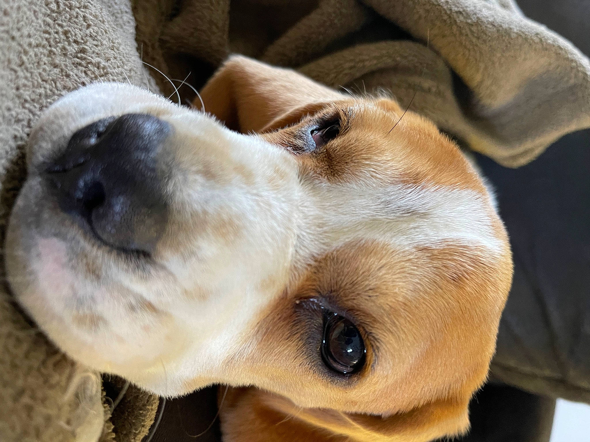 Odile DorÉ a rejoint le concours — aidez-le/la à gagner de superbes lots ! canidae, carnivore, close_up, collar, companion_dog, dog, dog_breed, dog_collar, ear, fawn, fur, gun_dog, labrador_retriever, pet_supply, smile, snout, sporting_group, terrestrial_animal, whiskers, working_animal