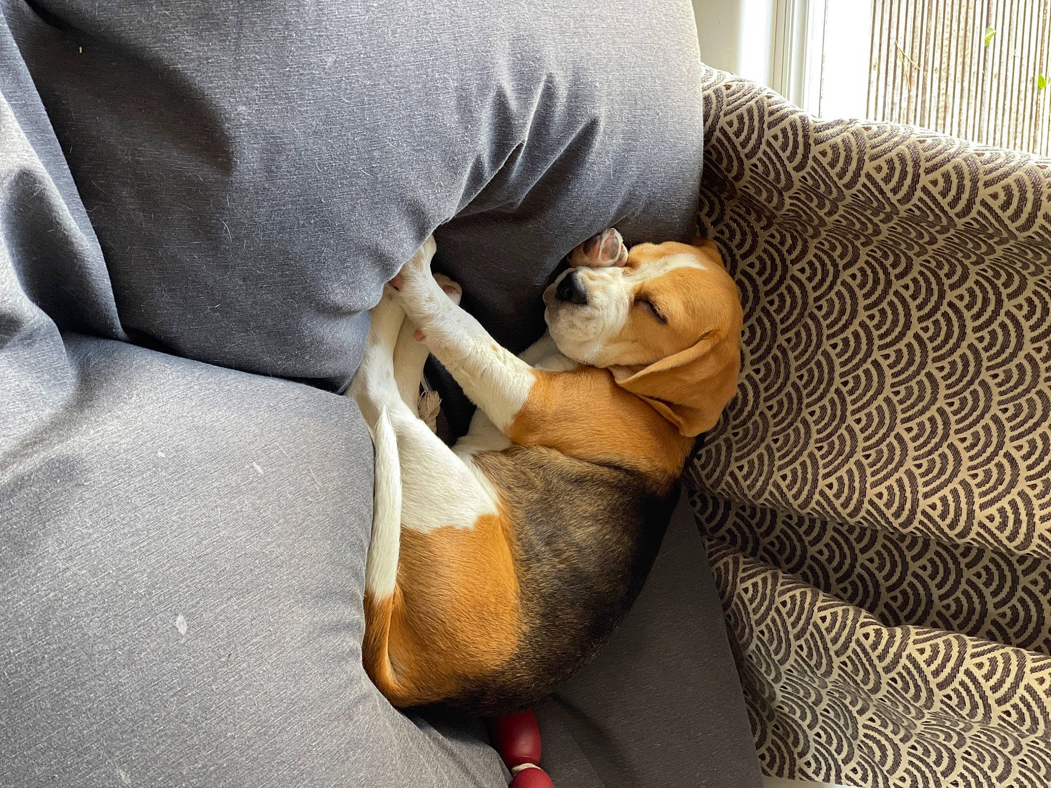 Odile DorÉ a rejoint le concours — aidez-le/la à gagner de superbes lots ! carnivore, cat, comfort, companion_dog, couch, dog, dog_breed, fawn, felidae, human_leg, knee, leg, linens, small_to_medium_sized_cats, tail, thigh, vertebrate, watch, whiskers, wood