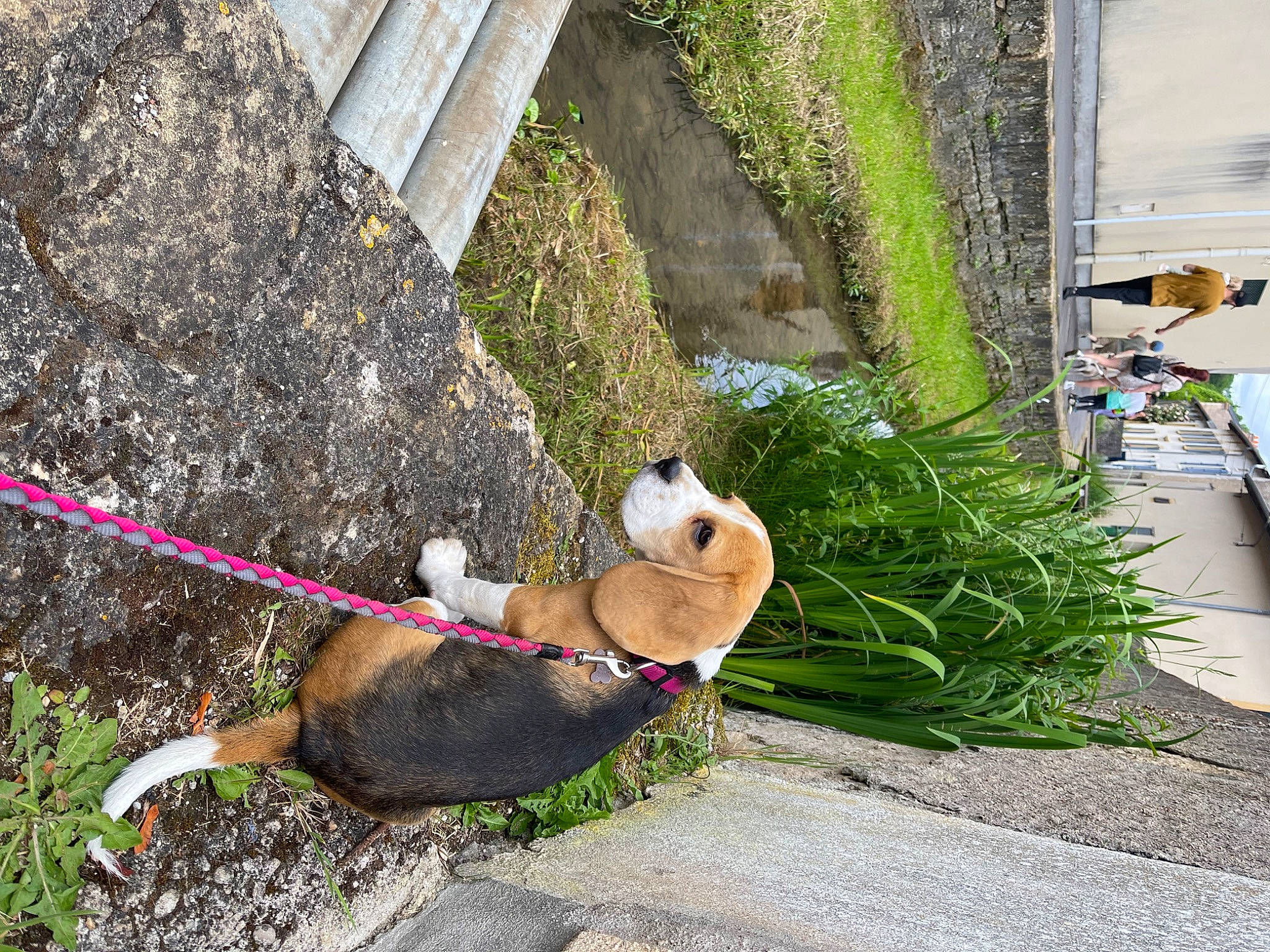 Odile DorÉ participe au concours pour gagner de l'argent avec cette photo : carnivore, collar, companion_dog, dog, dog_breed, dog_collar, dog_supply, fawn, flowerpot, grass, houseplant, leash, leisure, pet_supply, plant, road, road_surface, sidewalk, slope, tail
