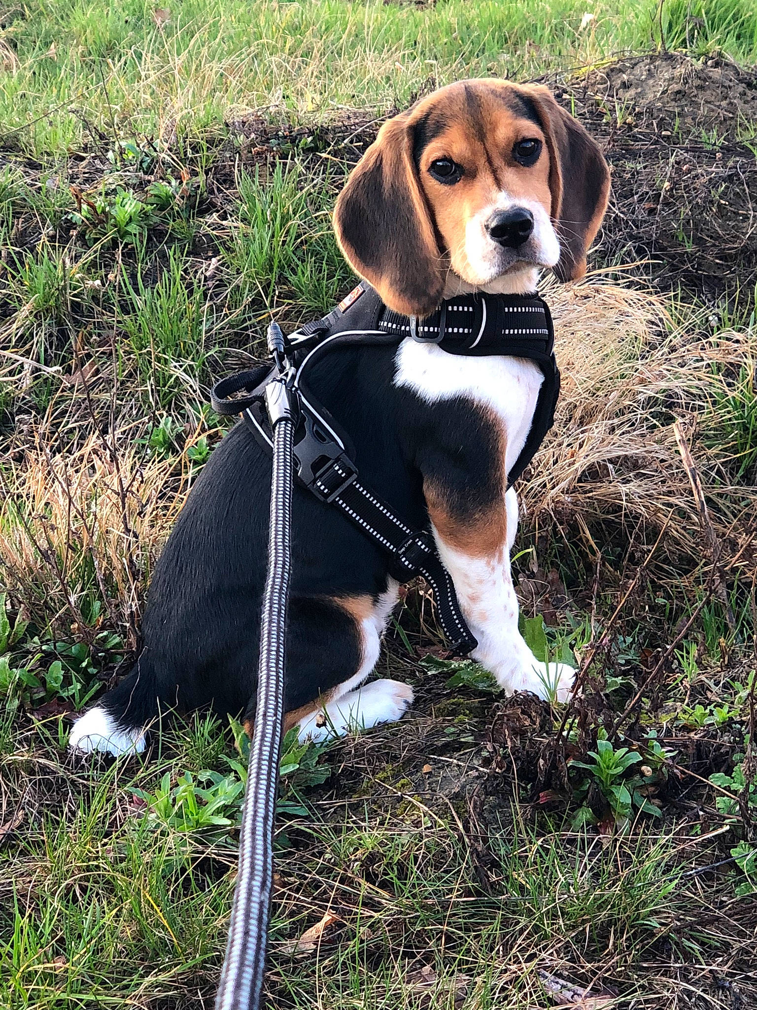 Oky participe au concours pour gagner de l'argent avec cette photo : beagle, beagle_harrier, beaglier, canidae, carnivore, collar, companion_dog, dog, dog_breed, dog_collar, fawn, grass, hound, leash, pet_supply, plant, scent_hound, sporting_group, tail, terrestrial_animal