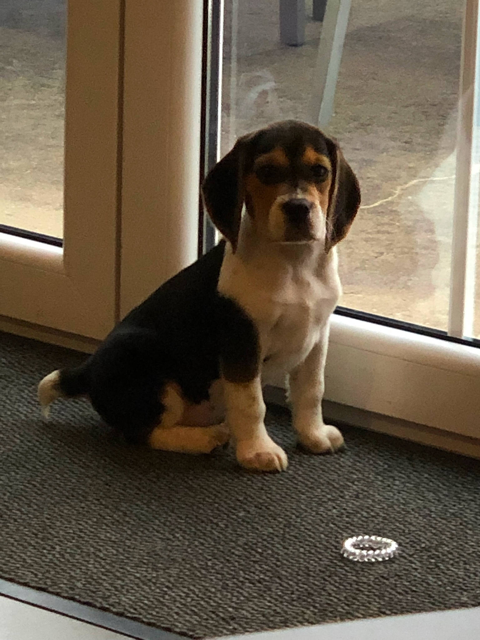 Oky a rejoint le concours — aidez-le/la à gagner de superbes lots ! beagle, beagle_harrier, beaglier, carnivore, companion_dog, dog, dog_breed, door, fawn, finnish_hound, floor, flooring, hardwood, hound, paw, scent_hound, snout, sporting_group, tail, wood