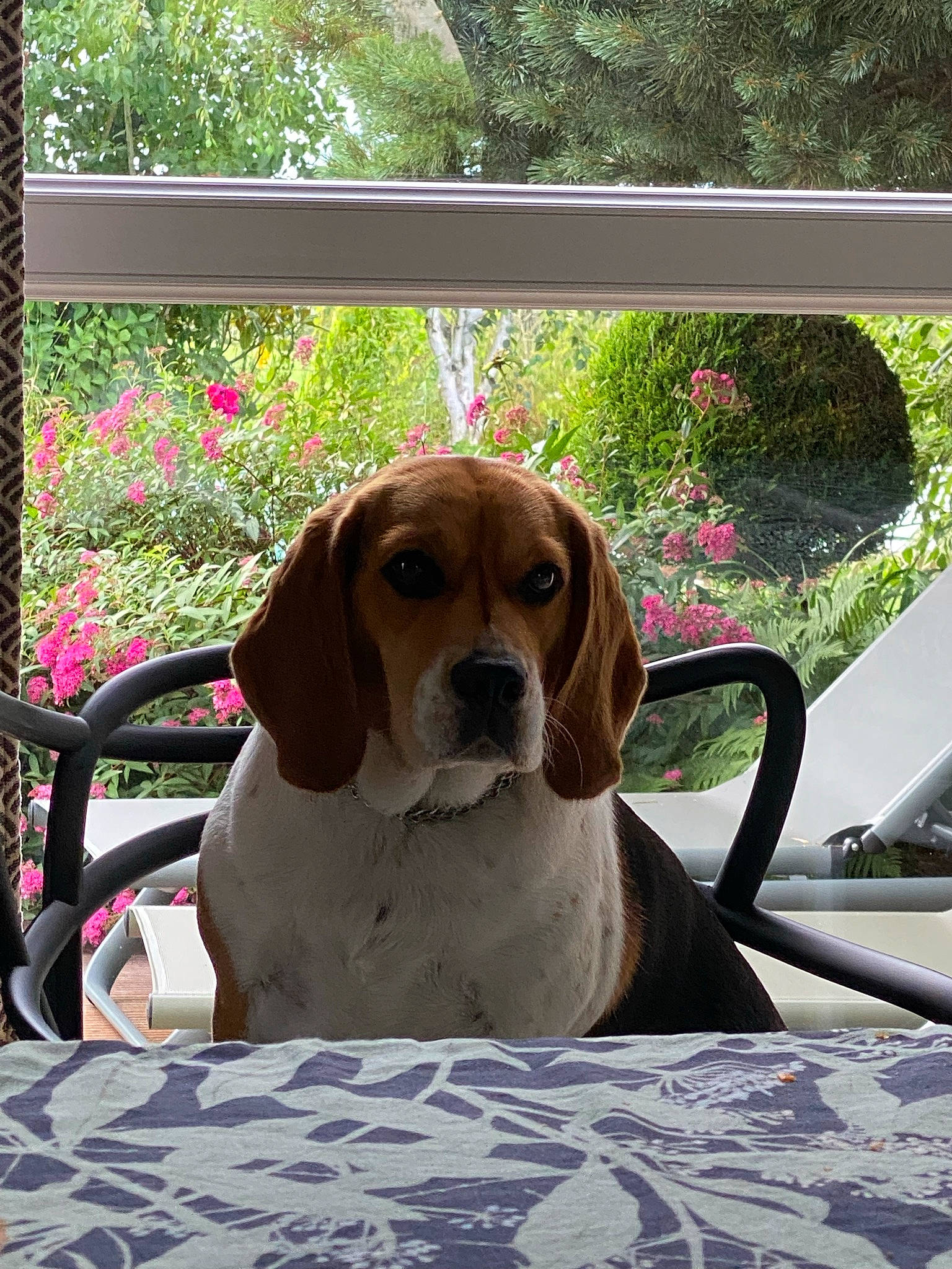 Oky participe au concours pour gagner de l'argent avec cette photo : canidae, carnivore, collar, comfort, companion_dog, dog, dog_breed, dog_supply, fawn, grass, hound, leisure, liver, pet_supply, plant, recreation, shade, sporting_group, tree, vehicle_door