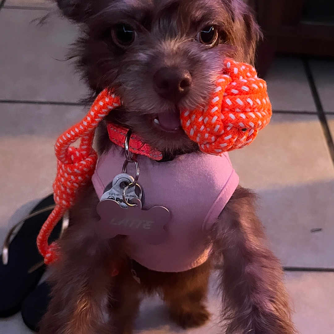 Latte joined the competition — help win amazing prizes! affenpinscher, animal, berry, bodypart, canine, chihuahua, cockerspaniel, dog, food, fruit, hound, papillon, pet, plant, poodle, produce, puppy, raspberry, terrier, whitedog