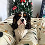 dog, puppy, cavalier_king_charles_spaniel, blanket, christmas_tree, christmas_decorations, red_bow, living_room, cozy, festive, indoors, pet, fur, cute, animal, black_white_brown, soft, holiday, relaxing, comfort
