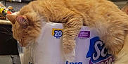 Kodi is registered to the contest to win money with this photo: cat, orange_cat, sleeping, toilet_paper, kitchen, countertop, relaxed, domestic_cat, fur, pet, indoor, mammal, cabinet, appliance, paper_pack, resting, household, cute, fluffy, nap