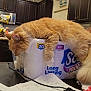 appliance, cabinet, cat, countertop, cute, domestic_cat, fluffy, fur, household, indoor, kitchen, mammal, nap, orange_cat, paper_pack, pet, relaxed, resting, sleeping, toilet_paper