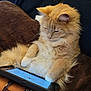 Kodi joined the competition — help win amazing prizes! cat, tablet, couch, fluffy, orange_cat, white_paws, relaxed, indoor, person_arm, bracelets, technology, pet, animal, screen, digital_device, cozy, furniture, closeup, resting, focus
