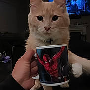 Kodi is registered to the contest to win money with this photo: cat, hand, mug, spiderman, indoor, television, screen, paw, cream_colored_cat, curious, pet, animal, feline, table, dark_background, person, holding, closeup, domestic, cute
