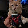 animal, cat, closeup, cream_colored_cat, curious, cute, dark_background, domestic, feline, hand, holding, indoor, mug, paw, person, pet, screen, spiderman, table, television