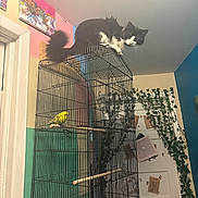 Truffles joined the competition — help win amazing prizes! cat, bird, birdcage, indoor, colorful_walls, plant, perched, yellow_bird, black_and_white_cat, door, wall_art, decor, pet, animal, furniture, cage, curiosity, playful, home, domestic