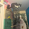 cat, bird, birdcage, indoor, colorful_walls, plant, perched, yellow_bird, black_and_white_cat, door, wall_art, decor, pet, animal, furniture, cage, curiosity, playful, home, domestic