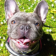 Hinata participe au concours pour gagner de l'argent avec cette photo : dog, french_bulldog, smiling, tongue_out, ears_up, grass, flowers, outdoor, sunlight, pet, happy, close_up, canine, nature, daylight, cute, animal, playful, leash, greenery