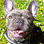 dog, french_bulldog, smiling, tongue_out, ears_up, grass, flowers, outdoor, sunlight, pet, happy, close_up, canine, nature, daylight, cute, animal, playful, leash, greenery