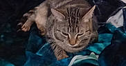 Yumi participe au concours pour gagner de l'argent avec cette photo : cat, tabby, animal, pet, resting, blanket, striped_cushion, pillows, indoor, cozy, fur, sleepy, mammal, domestic, comfort, bed, striped, relaxed, feline, home