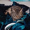 animal, bed, blanket, cat, comfort, cozy, domestic, feline, fur, home, indoor, mammal, pet, pillows, relaxed, resting, sleepy, striped, striped_cushion, tabby